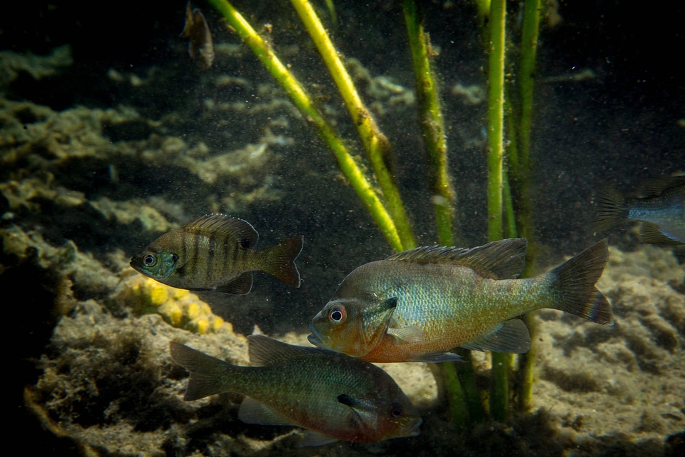 Close-up of Redbreast Sunfish-2