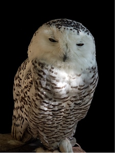 Nature white animal