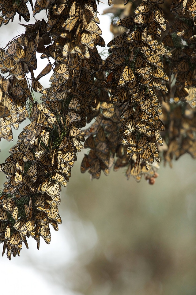 Monarch butterflies-1