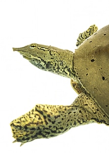 Spiny softshell turtle-2