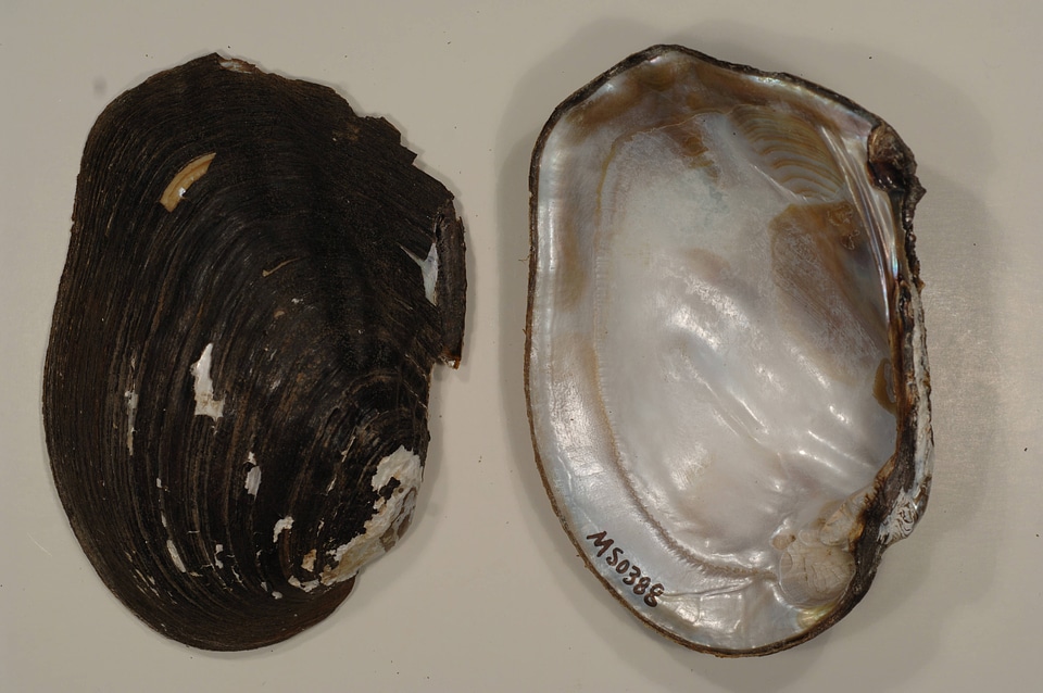 Megalonaias nervosa-1