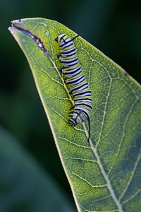 Monarch butterfly larvae-1