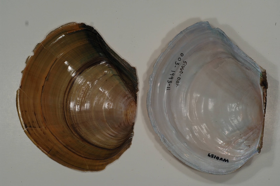 Utterbackia suborbiculata-5