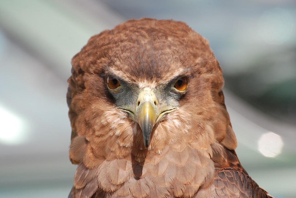 Beak eyes falconry photo