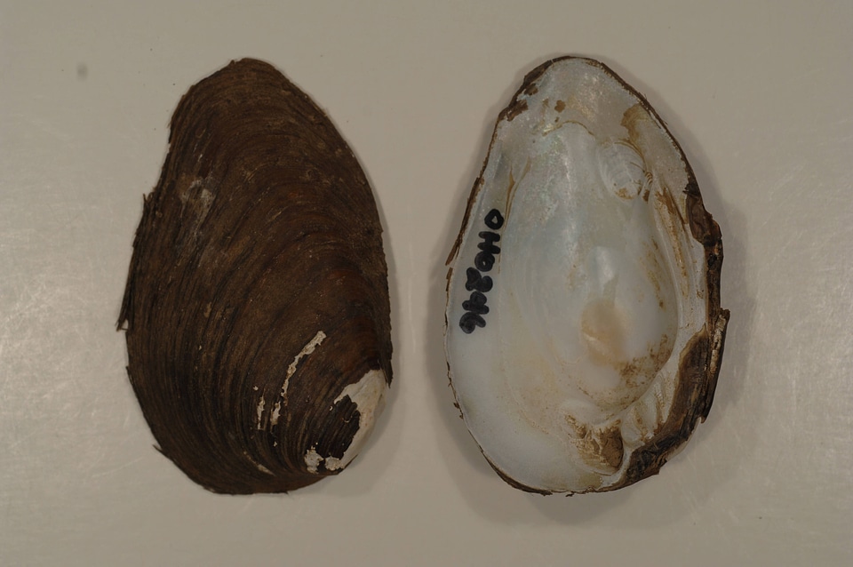 Pleurobema clava-3
