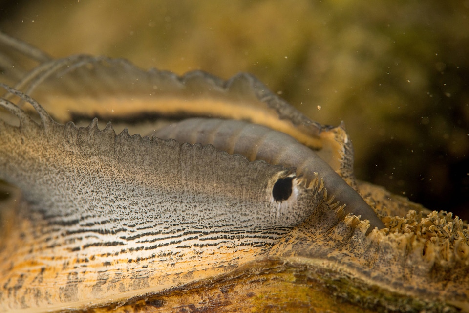 Plain pocketbook mussel displaying lure, fish mimic with eye spot-2