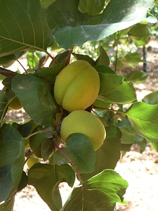 Apricot tree fruit fruit tree