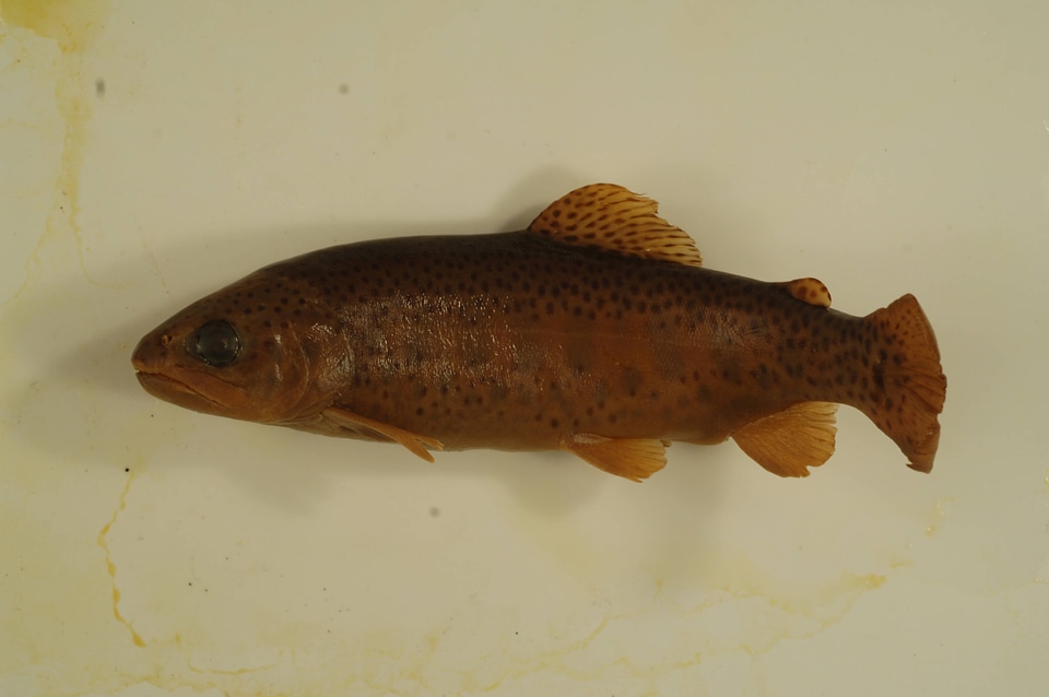 Oncorhynchus mykiss-1