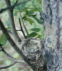 Yellow warbler nest with eggs photo