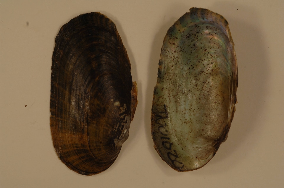 Medionidus conradicus-2