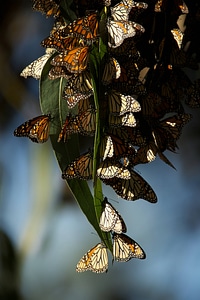 Monarch butterflies-1