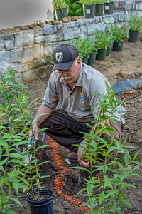 Employee planting a monarch garden-1
