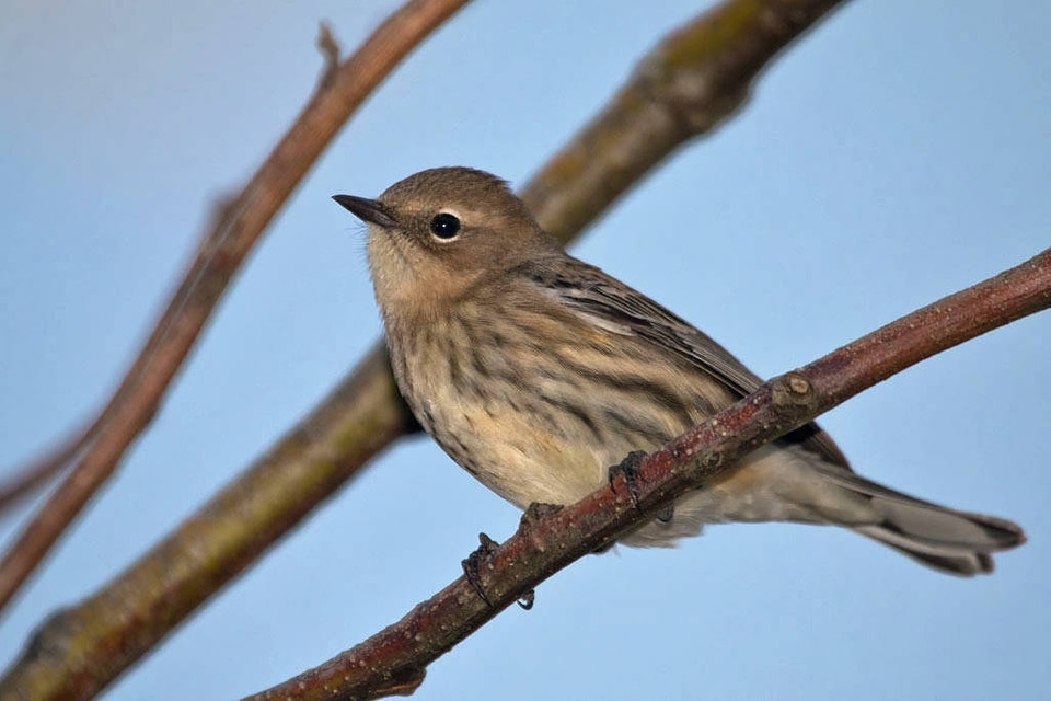 Yellow-rumped Warbler-1