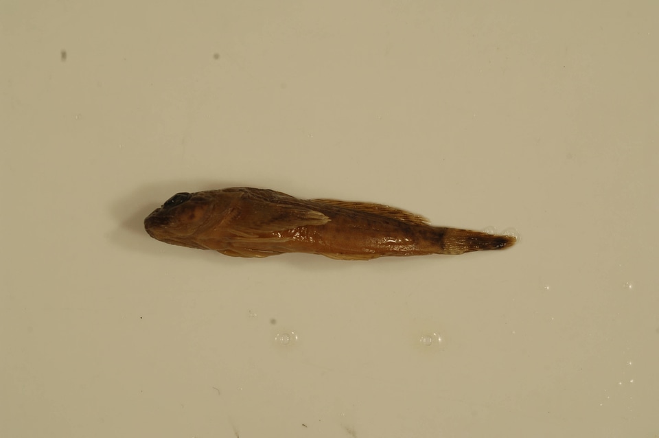 Cottus bairdii-1