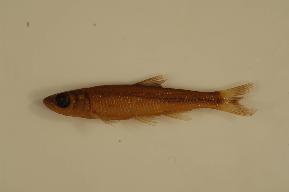 Luxilus coccogenis-2