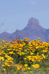 Mexican poppies by Baboquivari peak