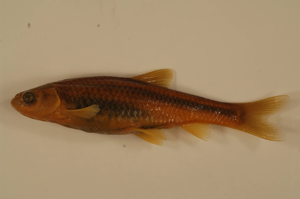 Hybognathus placitus