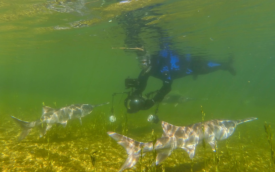 Diver photographing a pair of paddlefish