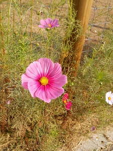Flowers cosmos Free photos