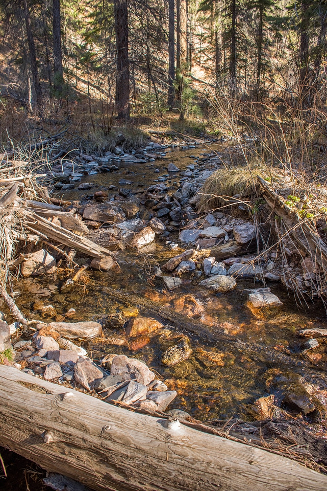 Mineral Creek in Gila National Forest-1