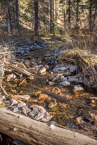 Mineral Creek in Gila National Forest-1