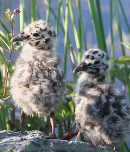 Mew gull chicks photo