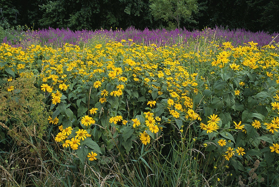 Invasive purple loosestrife