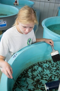 Youth Conservation Corps volunteer cleans sturgeon tank