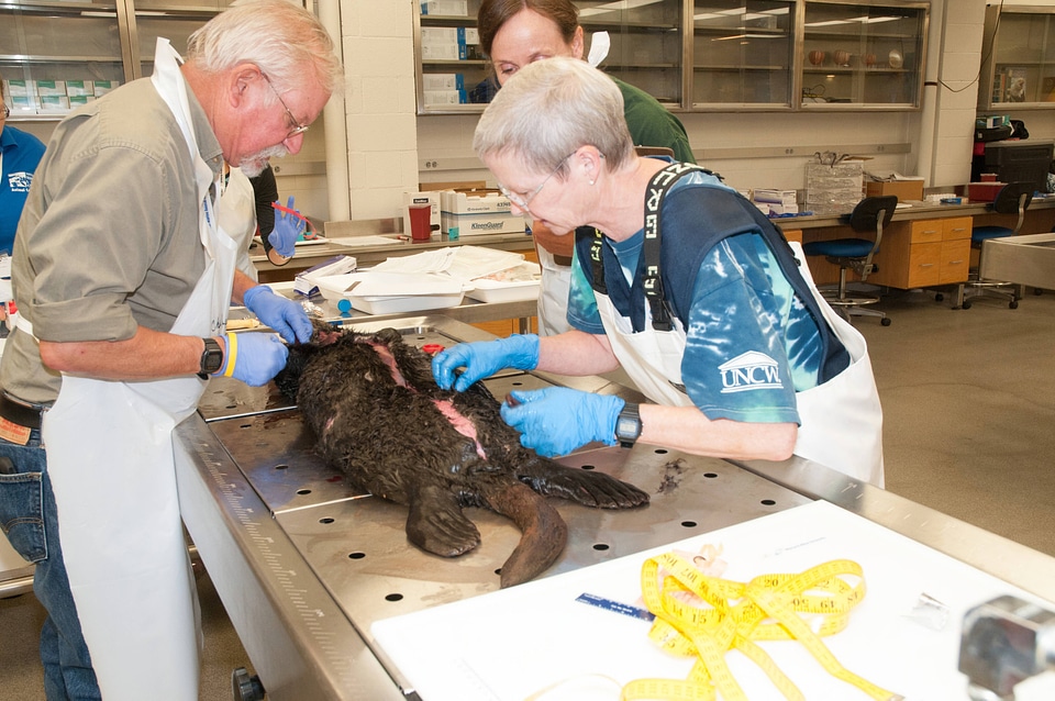 Marine Mammal Stranding Course at NCTC-3