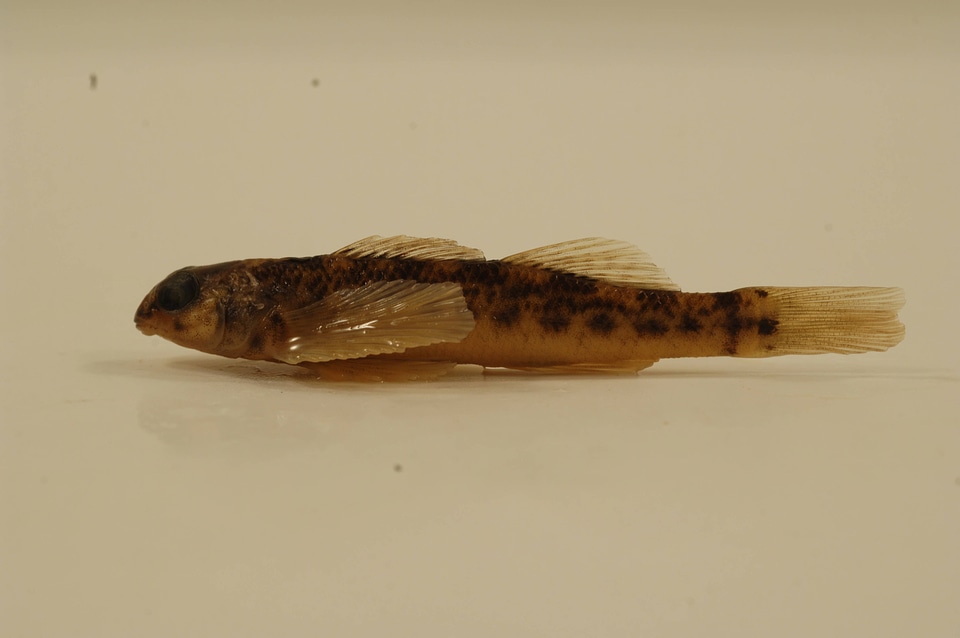 Etheostoma longimanum