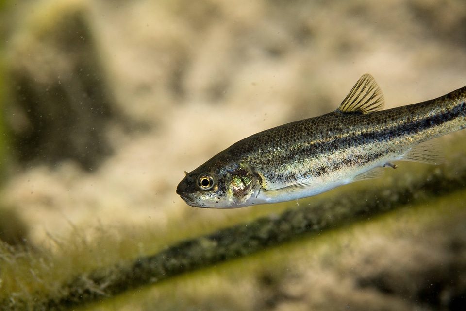 Ash Meadows Speckled Dace-2