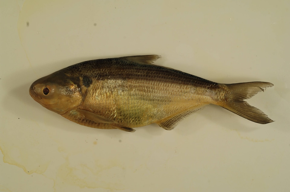 Dorosoma cepedianum-1