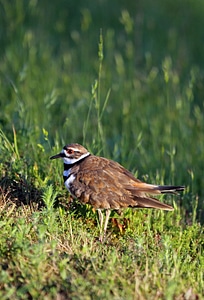 Killdeer-1 photo