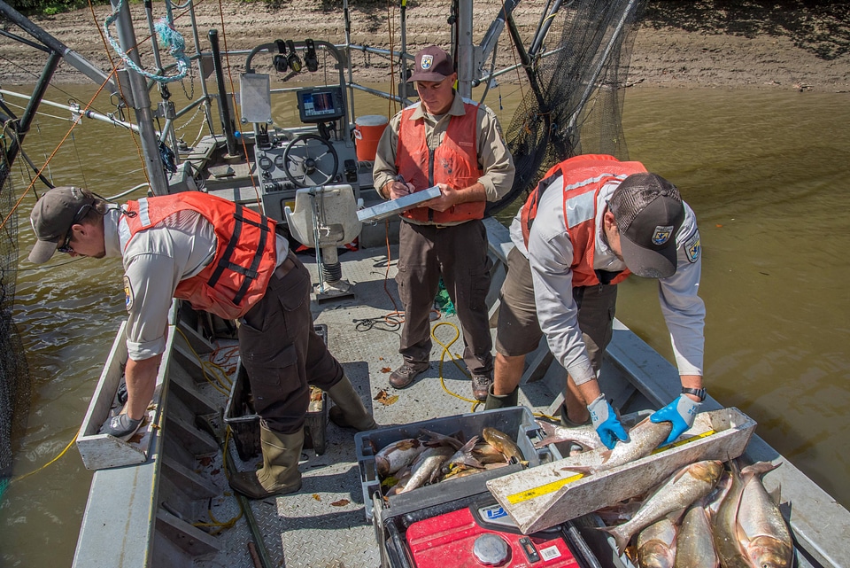 U.S. Fish and Wildlife Service workers measure invasive Silver carp-2