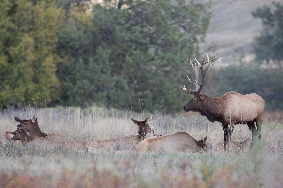 Bull Elk with family group-1
