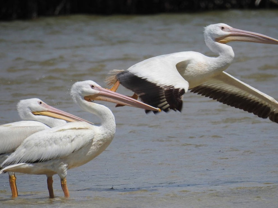 White Pelican trio