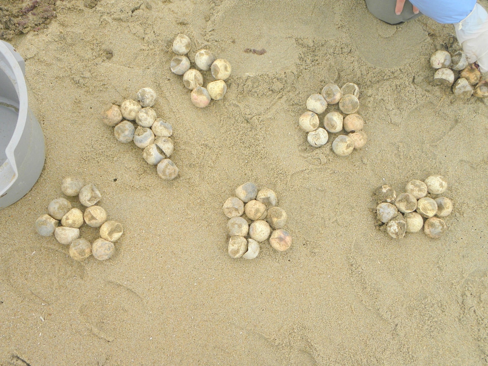 Dead loggerhead sea turtle eggs