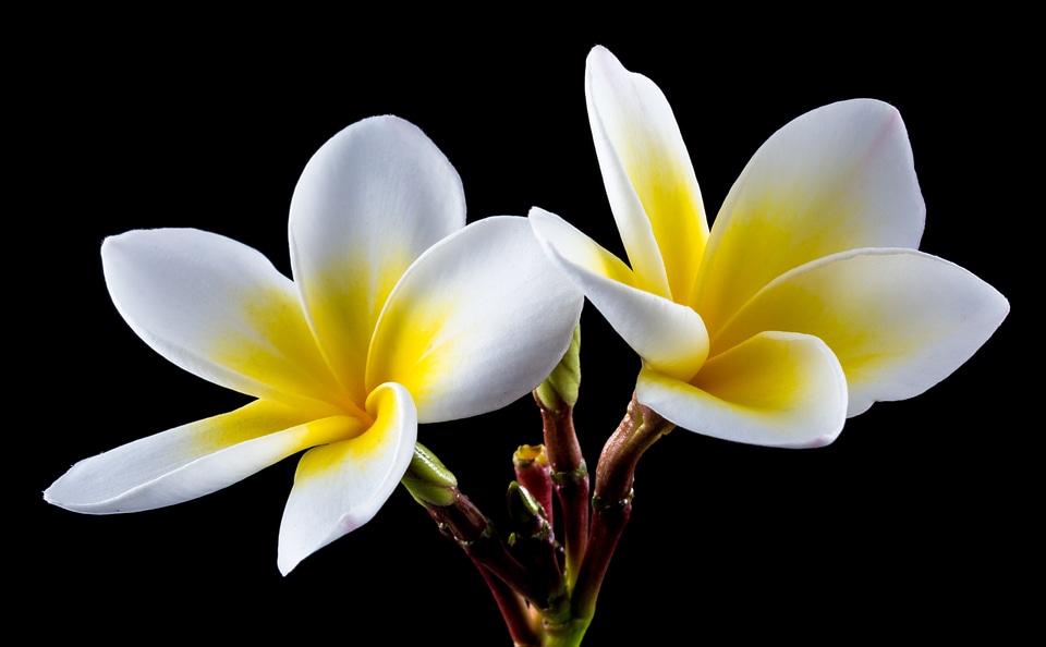 Frangipani plumeria white photo