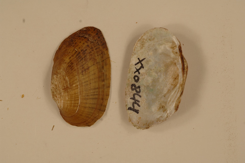 Epioblasma brevidens-3