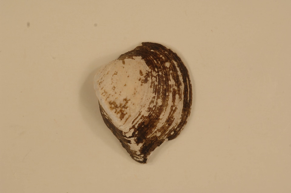 Truncilla truncata (outside)-1