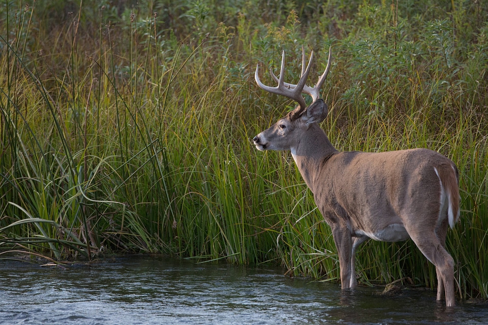 White-tailed buck in Mission Creek-4