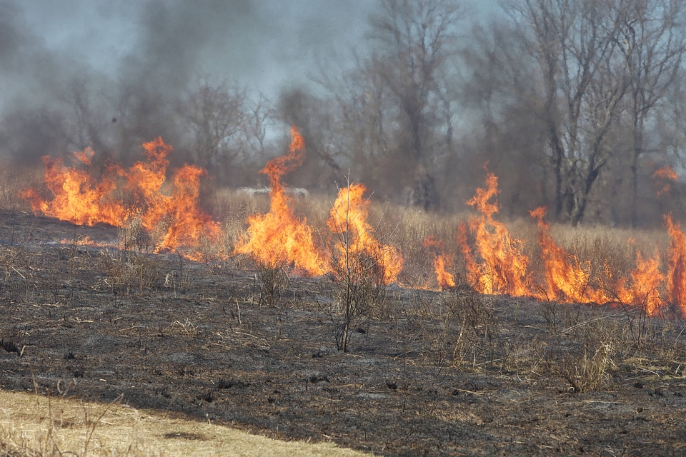 Prescribed Fire-1
