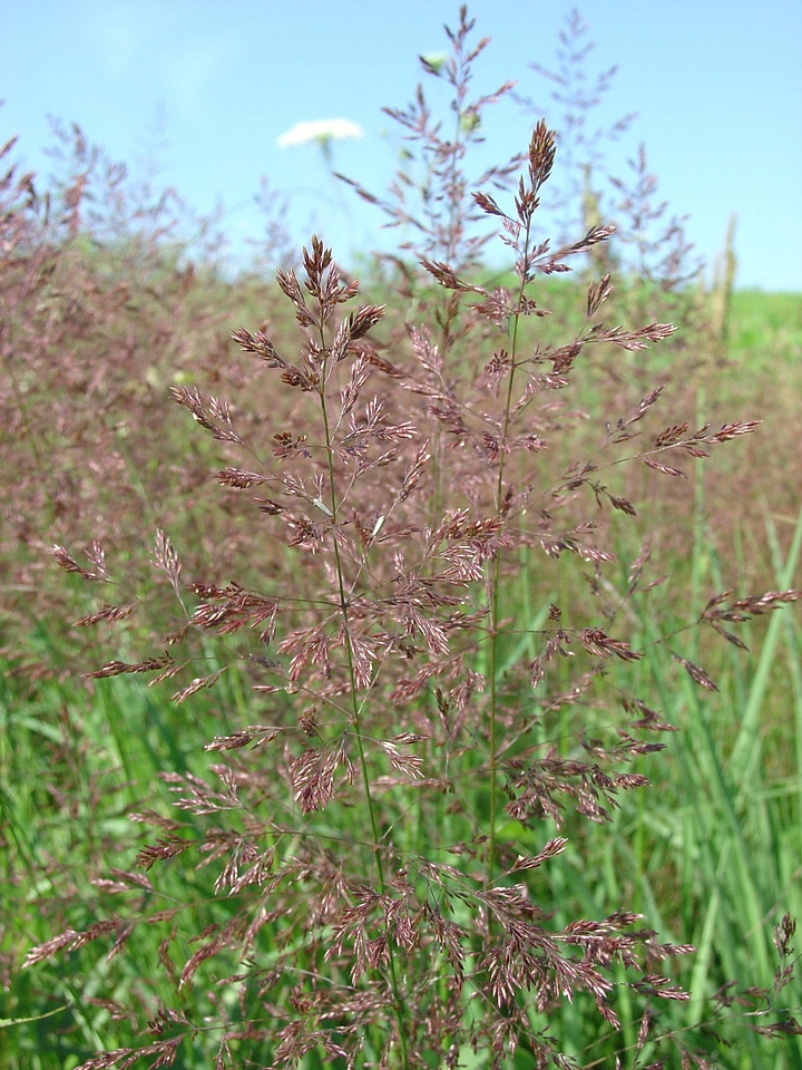 Greasy grass growing at Neal Smith National Wildlife Refuge