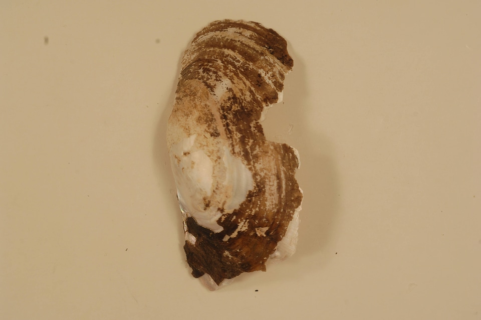 Leptodea fragilis (outside)-1