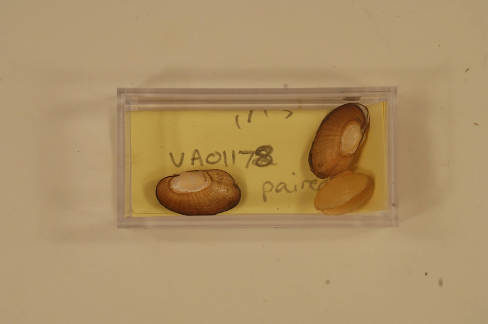 Villosa iris-2
