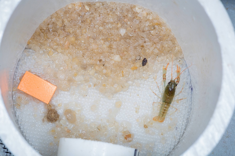 Crayfish propagation-1