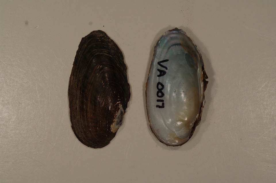Villosa iris-2