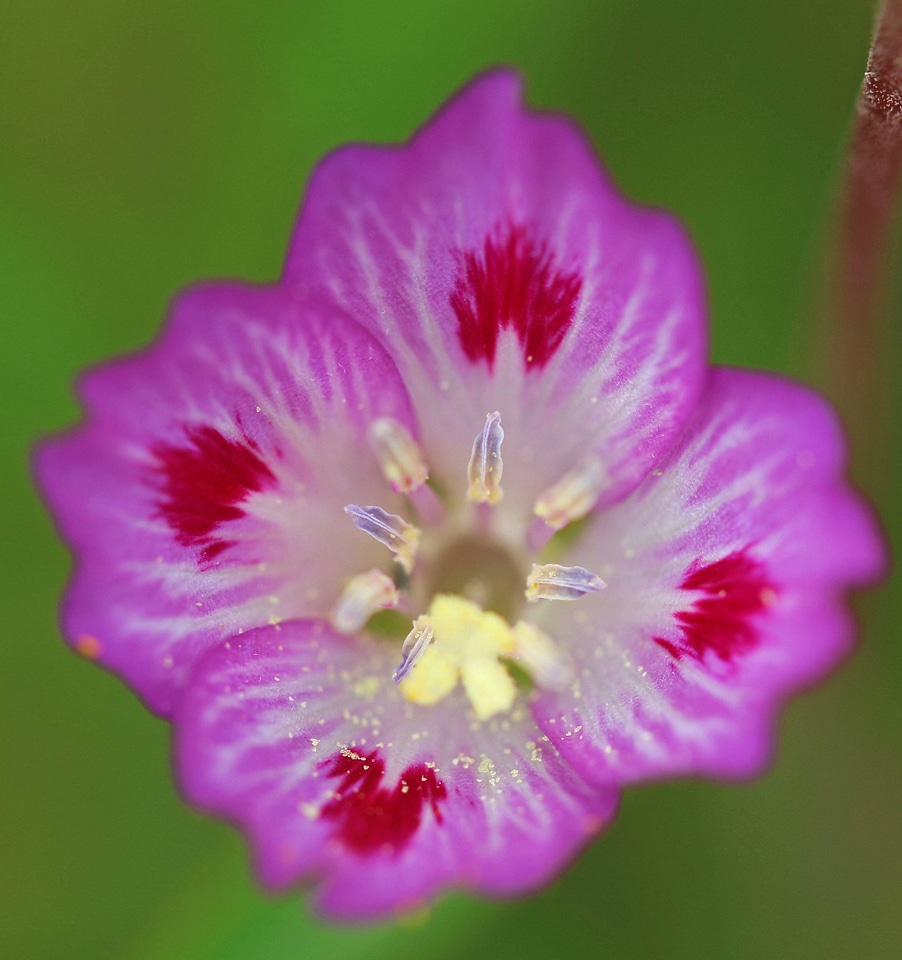 Clarkia amoena
