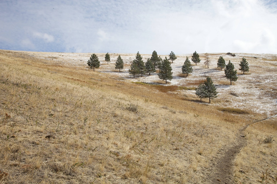 Snow dusted landscape