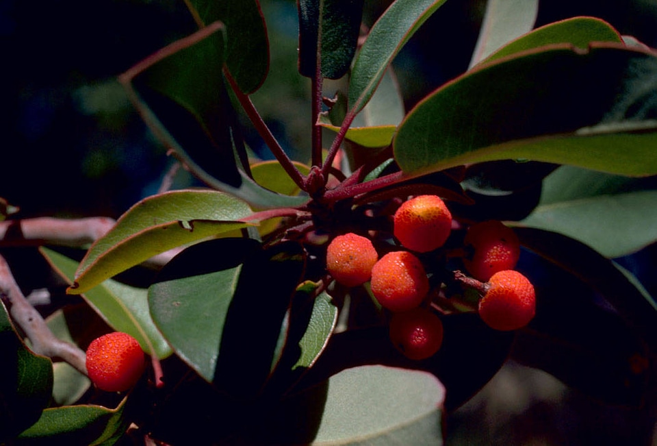 Texas mandrone tree